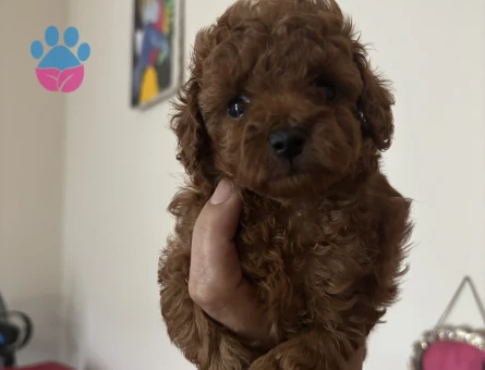 TATLILIĞIN EN MİNİK HALİ TOY POODLE BEBEKLER