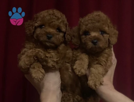 SAFKAN IRK TOY POODLE YAVRULARI - 6616