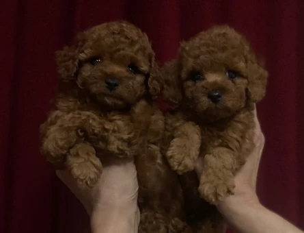 SAFKAN IRK TOY POODLE YAVRULARI - 6616