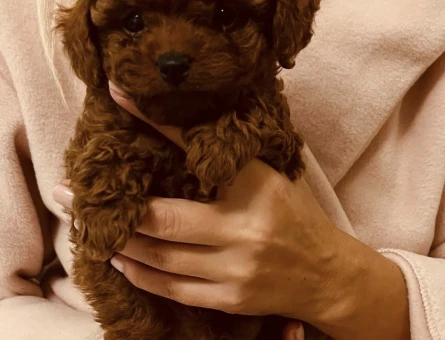 ÖZEL RENK MUHTEŞEM TOY POODLE YAVRULARI - 6617