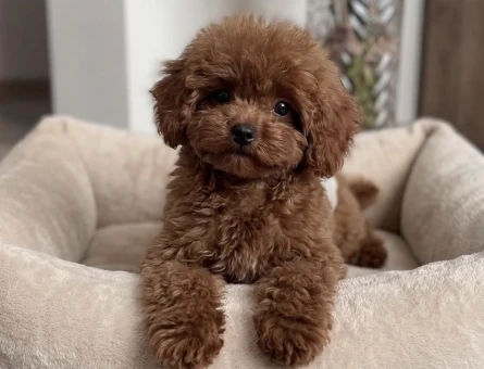 IRKININ EN MÜLEMMELİ KOREAN POODLE YAVRULARI - 6623