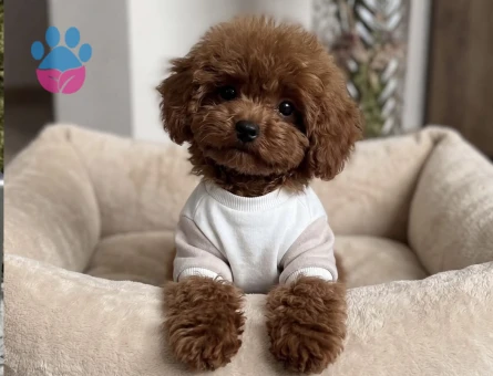 IRKININ EN MÜLEMMELİ KOREAN POODLE YAVRULARI