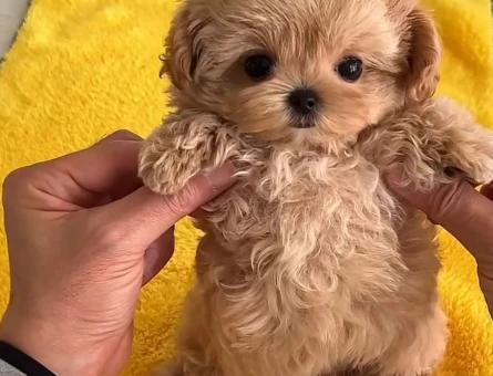 Kore Maltipoo bebeklerimiz - 6625
