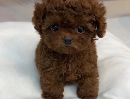 KOREAN OYUNCU POODLE YAVRULARIMIZ - 6626