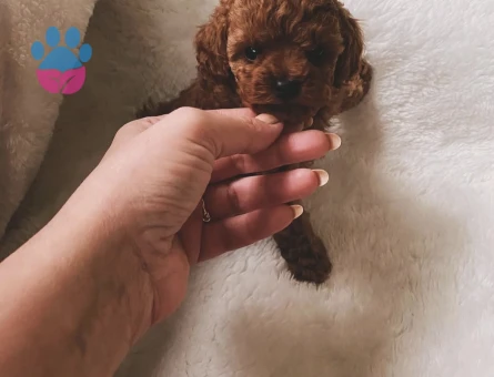 KOREAN OYUNCU POODLE YAVRULARIMIZ