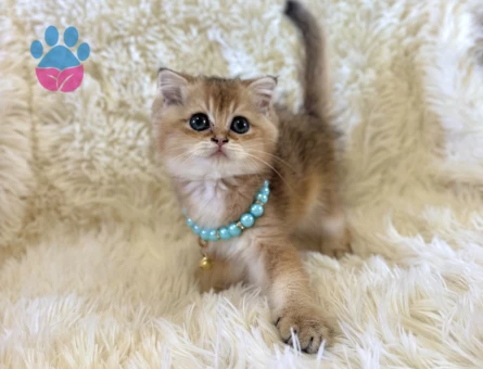 British Shorthair Golden Erkek Yavrumuz