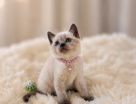 British Shorthair Blue Point Dişi Yavru - 6629