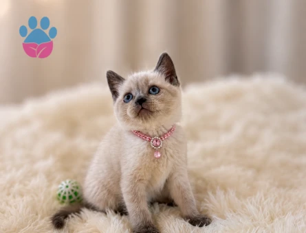 British Shorthair Blue Point Dişi Yavru