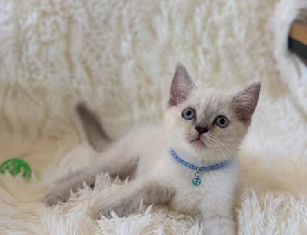 British Shorthair Keyfine Düşkün Oğlumuz - 6631