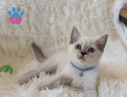British Shorthair Keyfine Düşkün Oğlumuz