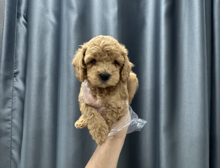 Evinizin neşesi maltipoo bebekler - 6632