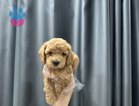 Evinizin neşesi maltipoo bebekler