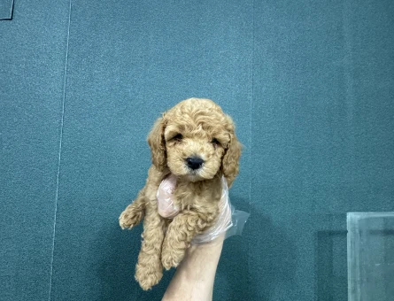 Tüy dökmeyen maltipoo bebekelr - 6633