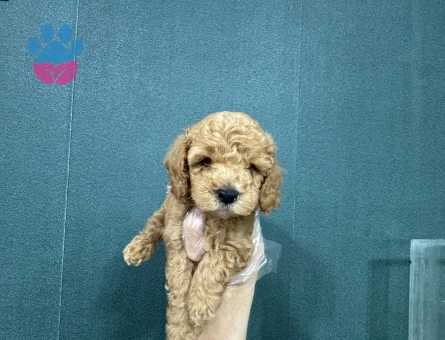 Tüy dökmeyen maltipoo bebekelr
