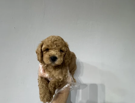 Maltipoo bebekler - 6634