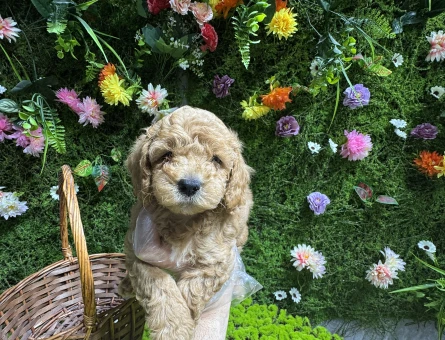 Maltipoo bebekler - 6635