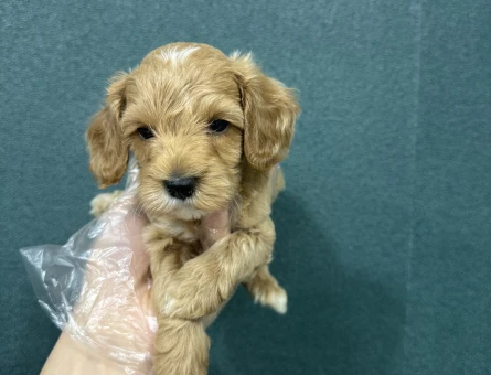 Maltipoo bebeklerimiz - 6636