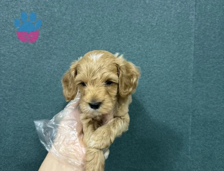 Maltipoo bebeklerimiz