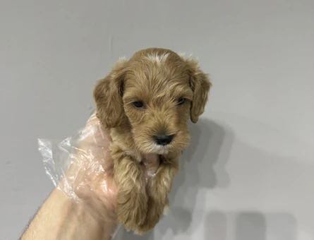Mini maltipoo bebekler - 6638