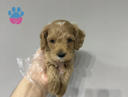Mini maltipoo bebekler
