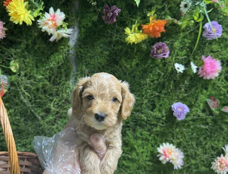 Mini mini maltipoo bebekler - 6639