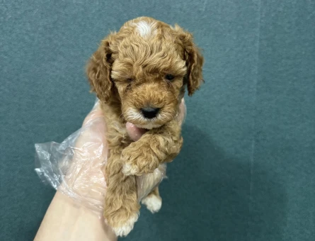 Minyon bebekler maltipoo - 6640