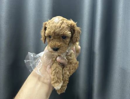 Koku yapmayan maltipoo bebekler - 6641