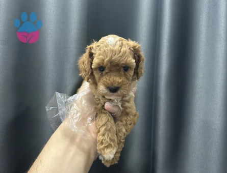 Koku yapmayan maltipoo bebekler