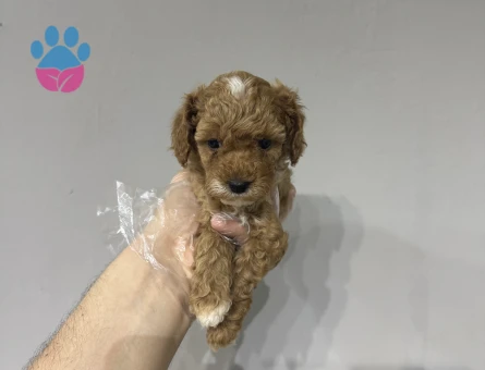 Evinizin bebeği maltipoo yavrular - 6642