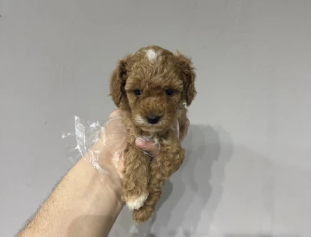Evinizin bebeği maltipoo yavrular - 6642