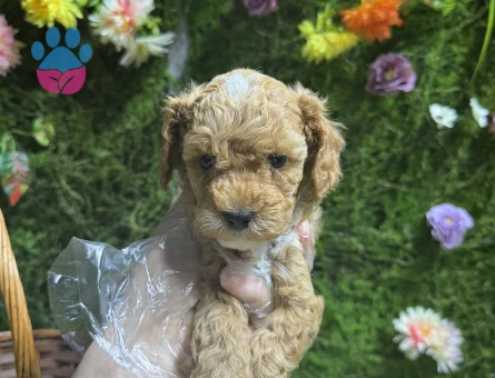 Apricot renk maltipoo bebekler