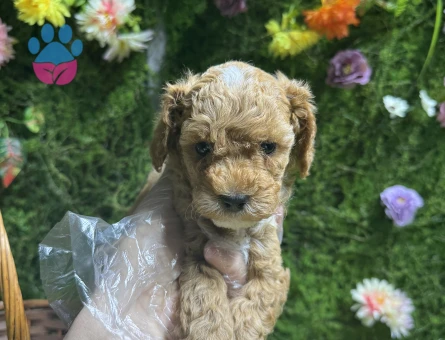 Apricot renk maltipoo bebekler - 6643
