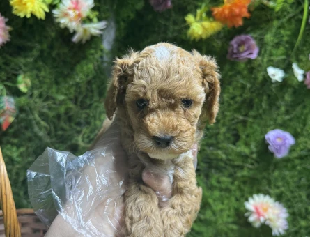 Apricot renk maltipoo bebekler - 6643