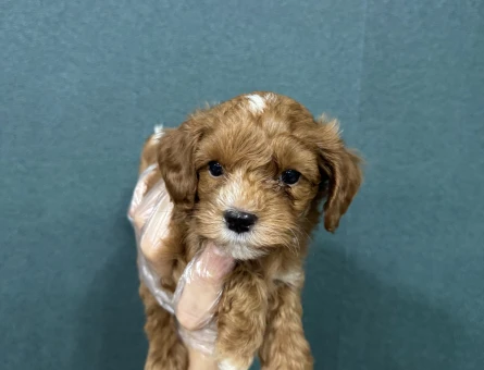 Koyu renk maltipoo bebekler - 6644