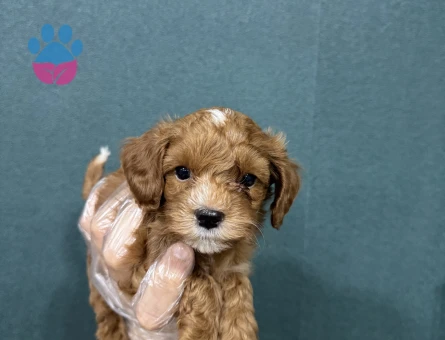 Koyu renk maltipoo bebekler
