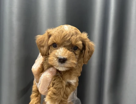 Çift renk maltipoo bebekler - 6645