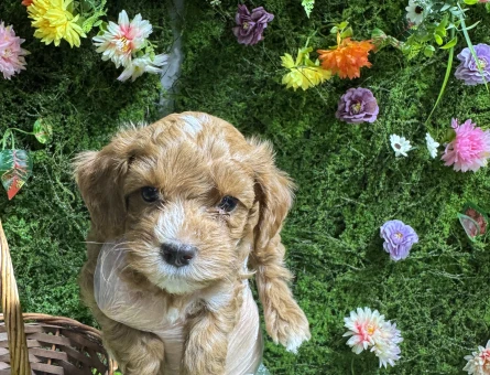 Tüy dökmez koku yapmaz maltipoo bebekler - 6647