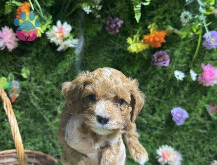 Tüy dökmez koku yapmaz maltipoo bebekler