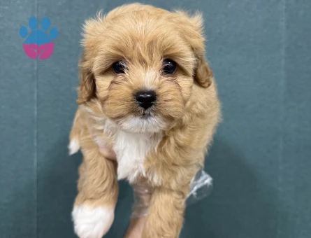 HAFİF TÜY YAPILI MALTİPOO BEBEKLER