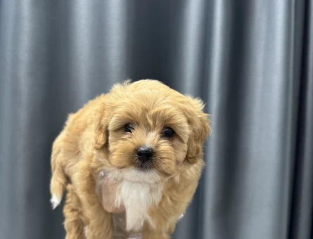 Çocuklarla iletişimi kuvvetli maltipoo bebekler - 6649
