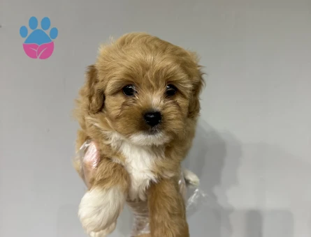 Muazzam tüy yapıları olan maltipoo bebekler