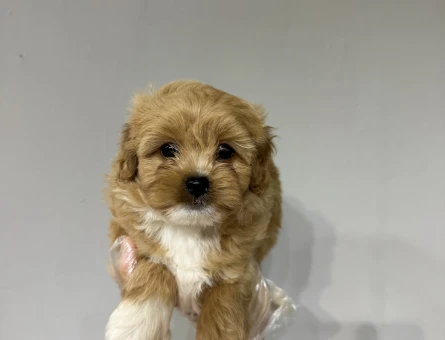 Muazzam tüy yapıları olan maltipoo bebekler - 6650