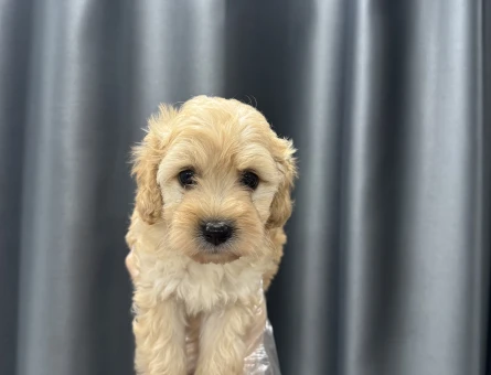 Krem renk maltipoo bebekler - 6653