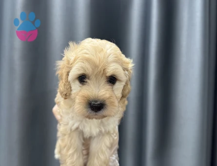 Krem renk maltipoo bebekler