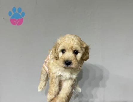 Mini boy maltipoo yavrular - 6654