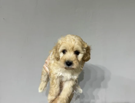 Mini boy maltipoo yavrular - 6654
