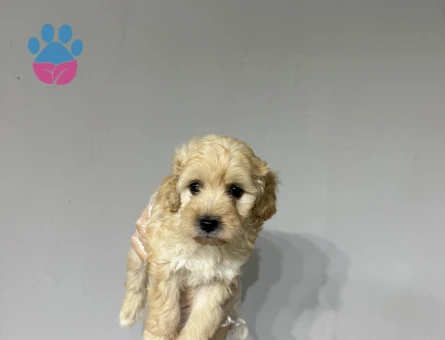 Mini boy maltipoo yavrular