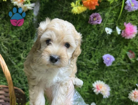 Evinizin yeni üyesi Maltipoo bebekler - 6655
