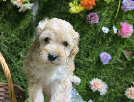 Evinizin yeni üyesi Maltipoo bebekler - 6655