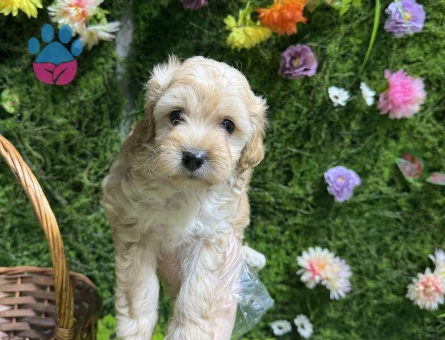 Evinizin yeni üyesi Maltipoo bebekler